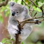 Australia zoo koala photo