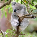 a koala in australia