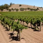 A Barossa Valley vineyard