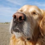 dog at the beach