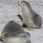 A pair of Australian sea lions