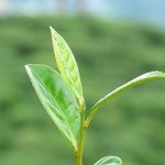 Tea plantation in Darjeeling