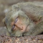 Macaque monkey in Thailand